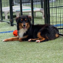 BlackJack - Black tri male Miniature American Shepherd puppy in Garysburg, North Carolina from Schaefer's Miniature American Shepherds