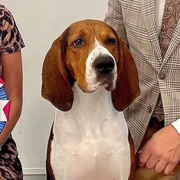 American Foxhounds, Redbone Coonhounds, and Treeing Walker Coonhounds from Lost Heritage Hounds