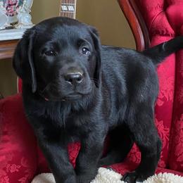 Boy 3 - Black male Labrador Retriever puppy in Maynardville, Tennessee from Three Bears Labradors