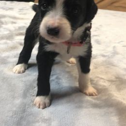 Bernedoodle and Goldendoodle Puppies from Owen Doodles