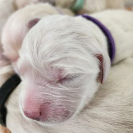 Girl 4 - Purple - Reserved (please read description) - Light golden female Golden Retriever puppy in Phoenix, Maryland from Tamarind Goldens