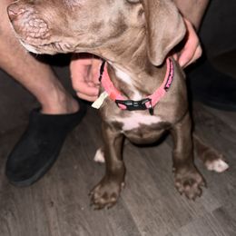 Great Dane Puppies from Great Dane Dynasty