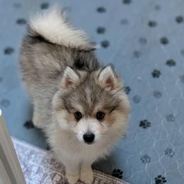 Enzo Blue eyes - Wolf sable male Pomsky puppy in Hurleyville, New York from My Crazy Pomskys