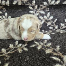 Charlie - Red merle male Miniature American Shepherd puppy in Plain City, Utah from Burton's Mini American Shepherds