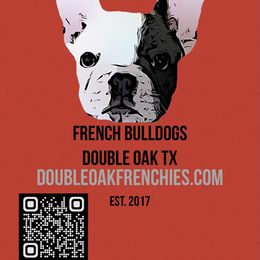 French Bulldog All Grown Up from Double Oak Frenchies
