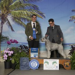 Pumi All Grown Up from Pimasz Kutya Kennel