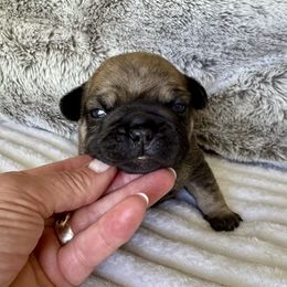 Thaddeus - Fawn male French Bulldog puppy in Renton, Washington from Laurel Canyon Kennels