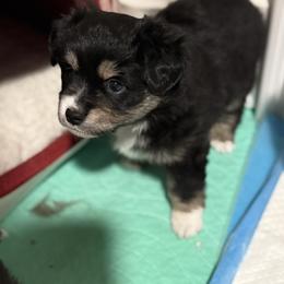 Nanook - Black tri female Miniature Australian Shepherd puppy in Spokane Valley, Washington from Northern Roots Aussies