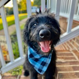 Hercules Beetle - Black and white male Aussiedoodle puppy in Taylors, South Carolina from Aspen Mountain Doodles LLC