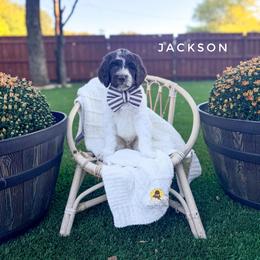 Jackson - Chocolate male Goldendoodle puppy in Dallas County, Texas from Dream A Little Doodle