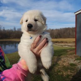 German Shepherd Puppies from Von Hoene Heritage Shepherds