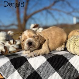 Donald - Buff male Cocker Spaniel puppy in Clinton, Oklahoma from Enchanted Spaniels
