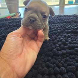 Poppy - Blue fawn female French Bulldog puppy in Yellowstone County, Montana from JNS Frenchies