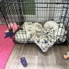 Clumber Spaniel Puppies from Wanderlust Clumber Spaniels