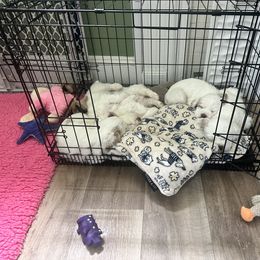 Clumber Spaniel Puppies from Wanderlust Clumber Spaniels