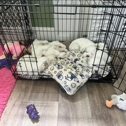 Clumber Spaniel Puppies from Wanderlust Clumber Spaniels