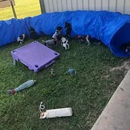 German Shorthaired Pointer Puppies from Ballard Gun Dogs