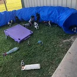 German Shorthaired Pointer Puppies from Ballard Gun Dogs