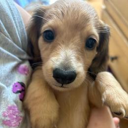 Duke - Red male Dachshund puppy in Delta, Colorado from Wicburg’s Wieners