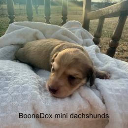 Honey - Cream female Dachshund puppy in Lexington, Oklahoma from BooneDox Miniature Dachshunds
