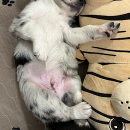 Border Collie Puppies from Roaring River Border Collies