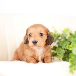 Gwen - Red female Dachshund puppy in Neosho, Missouri from Tinker Toy Doxies