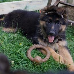 Ivy - Black and red female German Shepherd puppy in Garland, Maine from Vom Schön Traumhund