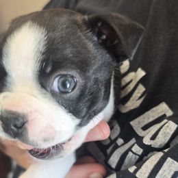 Boston Terrier Puppies from BellaBlu's Babes