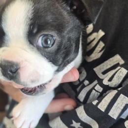 Boston Terrier Puppies from BellaBlu's Babes