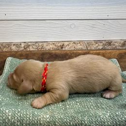 Hank- Red - Cream male Dachshund puppy in Marshfield, Missouri from Hilltop Kennel LLC
