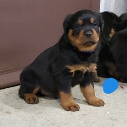  Puppies from SPOON RIVER ROTTWEILERS