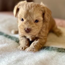 Red wheaten male - Wheaten male Miniature Schnauzer puppy in Calhoun, Georgia from The BrickHouse Miniature Schnauzers
