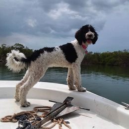 Goldendoodle All Grown Up from Peace Love Doodles