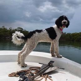 Goldendoodle All Grown Up from Peace Love Doodles