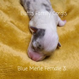 Girl 3 - American Corgi puppy in Cameron, North Carolina from Butts Family Corgis