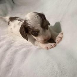 Cupid AKC - Piebald male Dachshund puppy in Erie, Michigan from Champagne’s Grinch Toe’d Dachshunds