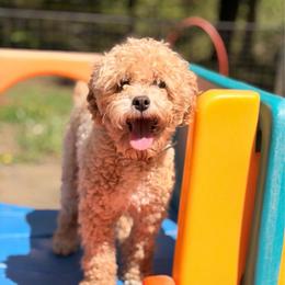 Carlos - Apricot male Goldendoodle puppy in Mulino, Oregon from Korbella Farm