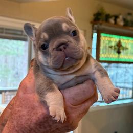 Pink collar girl - Blue female French Bulldog puppy in Golden, Missouri from Baxa Frenchie’s