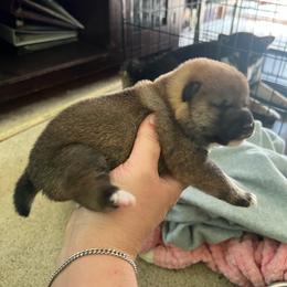 Boy 2 - Red male Shiba Inu puppy in De Witt, Michigan from Avalon/Amaterasu-Omikami Sou