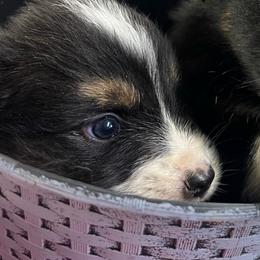 Girl 1 - Black tri-color female Australian Shepherd puppy in Welda, Kansas from McDaniel Aussies of Kansas LLC