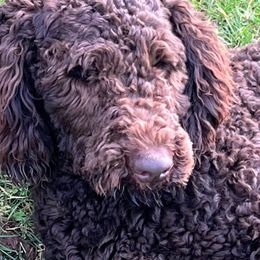 Labradoodles from Marjoritaville Labradoodles and Labradors