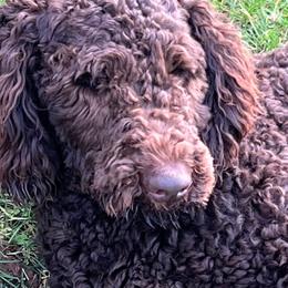 Labradoodles from Marjoritaville Labradoodles and Labradors