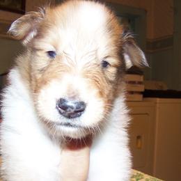 Collie Puppies from Thorndale Collies