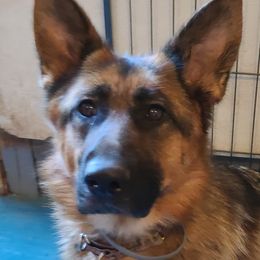 Unis - German Shepherd