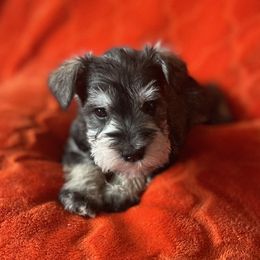 Miniature Schnauzer Puppies from CKM Miniature Schnauzers