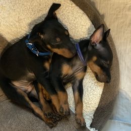 Manchester Terrier Puppies from Go West Dogs