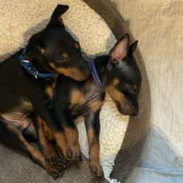 Manchester Terrier Puppies from Go West Dogs