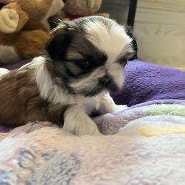 Girl three - Brindle and white female Shih Tzu puppy in Fountain, Florida from Simply Shih Tzu