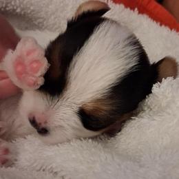 Prime - Parti male Yorkshire Terrier puppy in Los Angeles, California from 818 Yorkies