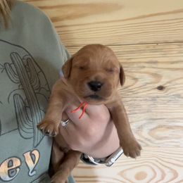 Golden Retriever Puppies from Apple Country Retrievers